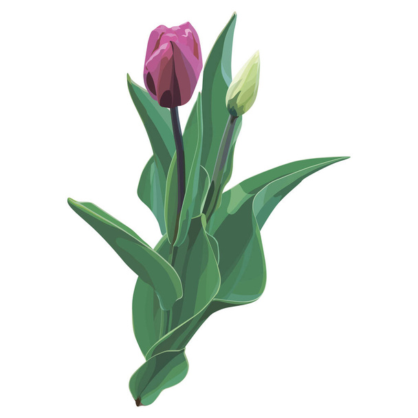 Realistyczny i piękny wektor kwiat tulipana w akwarelowym stylu. Ozdoba na zaproszenia ślubne i kartki okolicznościowe. - Wektor, obraz