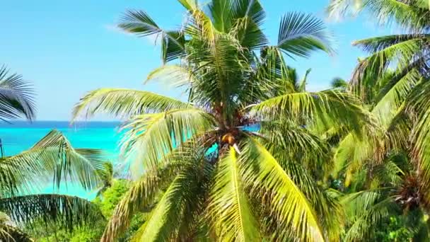 Mirando a través de palmeras verdes en el cabo del mar. Exótico viaje de verano a Bali, Indonesia.  - Metraje, vídeo