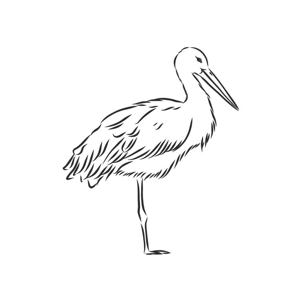 Stork sketch vector illustration. Hand sketching a stork for a design - Вектор,изображение