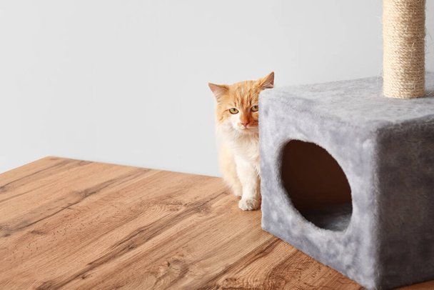 Симпатичная смешная кошка возле почесанного столба дома
 - Фото, изображение