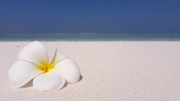 White plumeria flower on the shoreline. Journey to Bali, Indonesia. - Footage, Video