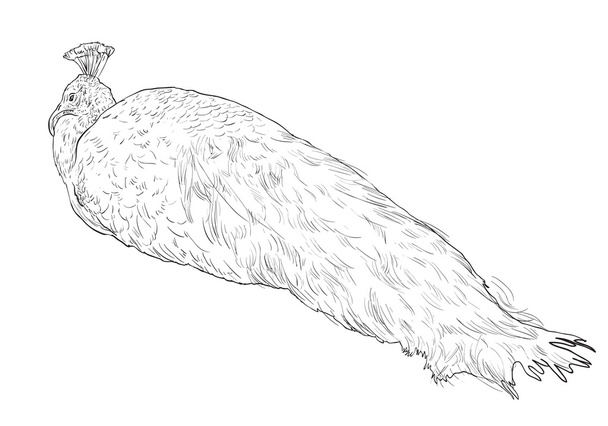 Pavão branco
 - Vetor, Imagem