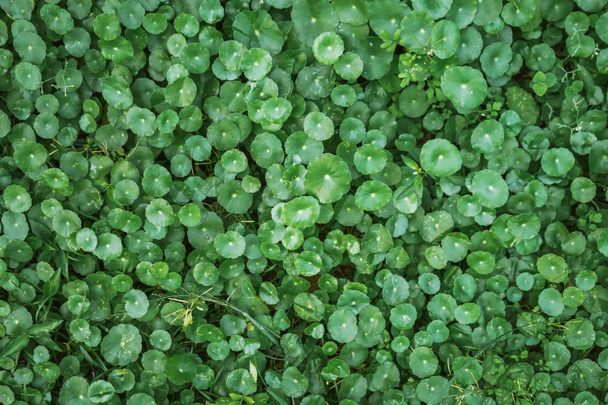 naturalne zielone tło zielonych liści - Zdjęcie, obraz