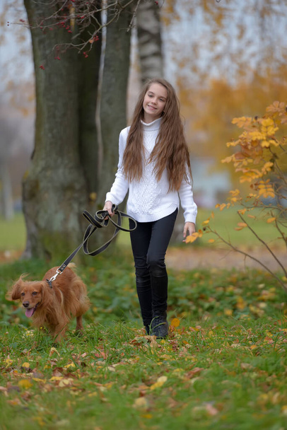 Girl in a white sweater walks with a dog spaniel in the park in autumn - Foto, Imagem