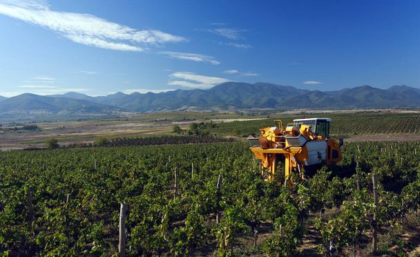 Harvesting grapes by a combine harvester - Photo, Image