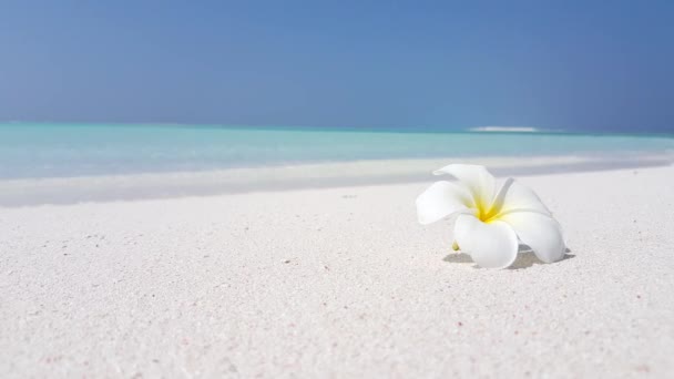 Fiore di plumeria bianca e gialla sulla spiaggia. Relax estivo a Bali, Indonesia.   - Filmati, video
