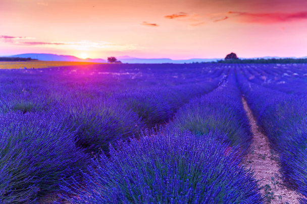 Lavendelfelder bei Sonnenuntergang in der Provence, Frankreich. Makroaufnahme, selektiver Fokus. Unscharfe Naturlandschaft - Foto, Bild