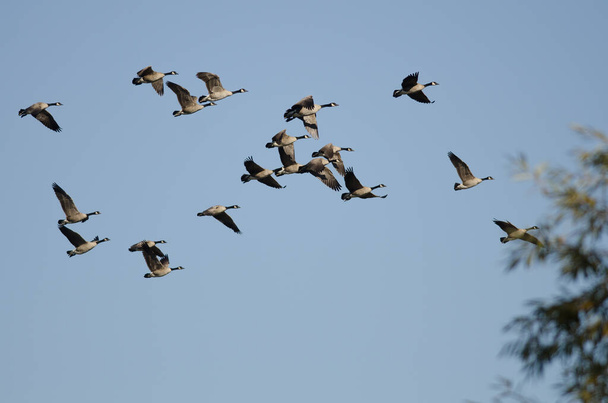 Стая канадских гусей, летающих в голубом небе - Фото, изображение