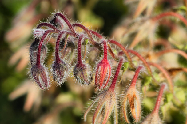 Érlelés Borágó virágbimbók lágy szőrös tűkkel. - Fotó, kép