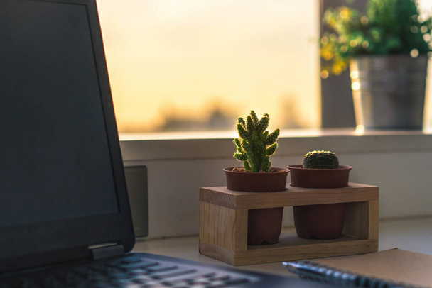 Primo piano del cactus in vaso e computer portatile sulla scrivania in ufficio al mattino, Focus selettivo
. - Foto, immagini