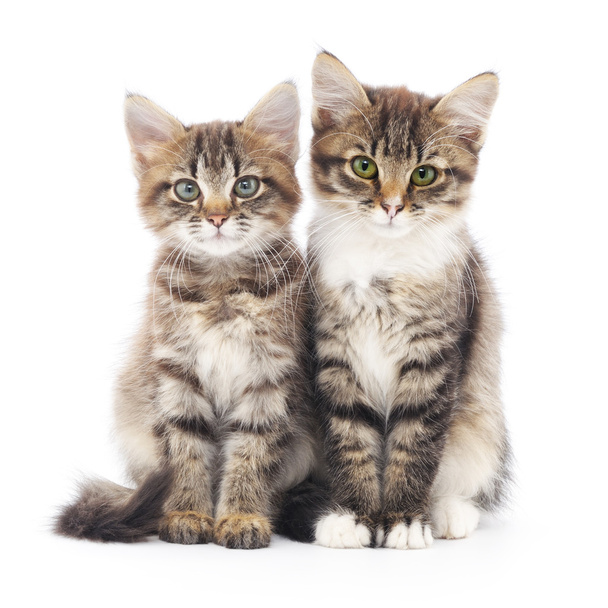 Two small kittens - Foto, Imagen