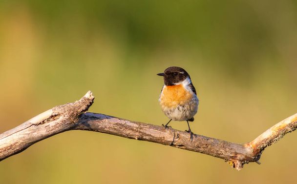 European stonechat, Saxicola rubicola. Early in the morning bird male sitting on a branch - Photo, Image