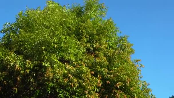 Naturaleza selva profunda con hojas verdes se balancean del viento con fondo de árbol verde y luz bokeh y suelo de madera
 - Metraje, vídeo