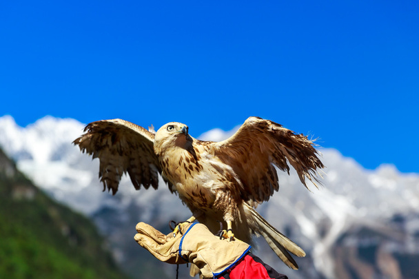 Falco a Yulong Snow Mountain
 - Foto, immagini
