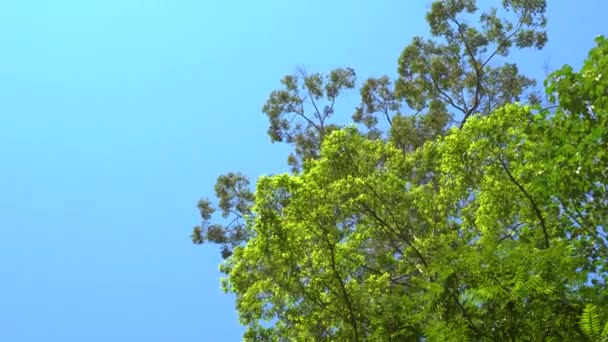 Natur tiefen Dschungel mit grünen Blättern schwanken vom Wind mit grünem Baumhintergrund und Bokeh Licht und Holzboden - Filmmaterial, Video