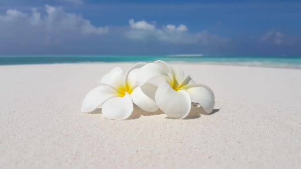 White plumeria flowers on the beach. Exotic nature scene of Bali, Indonesia.  - Footage, Video