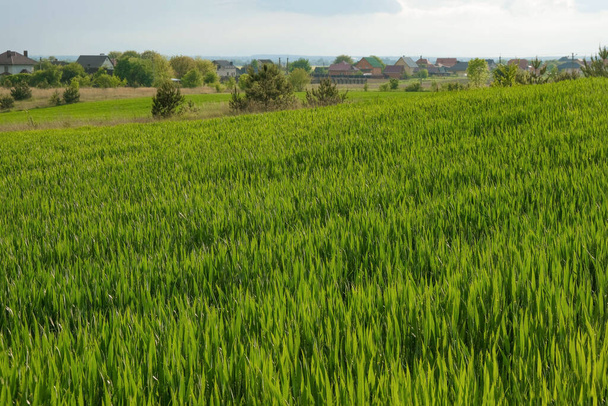  Ukrayna köyünün arka planında buğday tarlası. Boşluğu kopyala. - Fotoğraf, Görsel