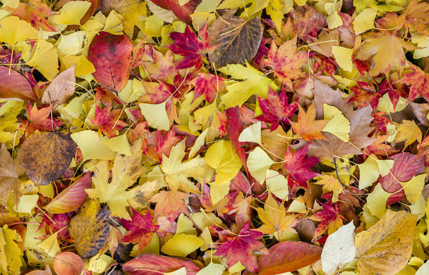 Кровать из осенних листьев
 - Фото, изображение