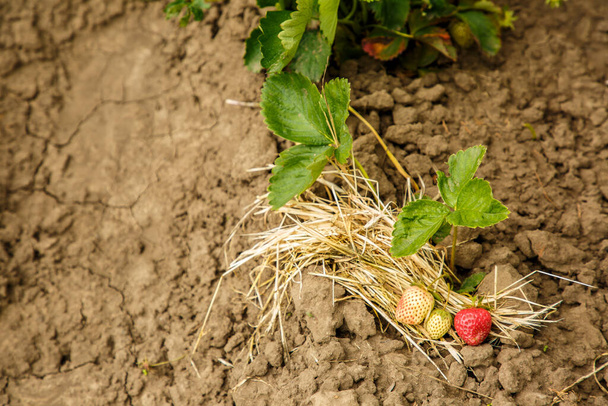 Les fraises poussent dans une ferme au printemps
 - Photo, image