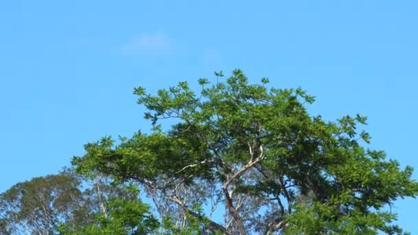 Natur tiefen Dschungel mit grünen Blättern schwanken vom Wind mit grünem Baumhintergrund und Bokeh Licht und Holzboden - Filmmaterial, Video