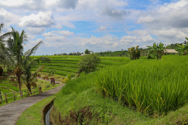 Irrigation canal called subak, a traditional way of bringing water to the fields and rice terraces in the Jatiluwih area. Original method of irrigation of fields, registered on the UNESCO list. - Zdjęcie, obraz
