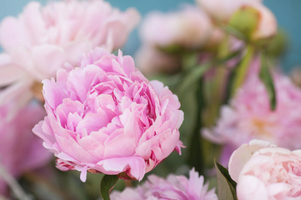 Макро мягких розовых пионов в букете весной
 - Фото, изображение