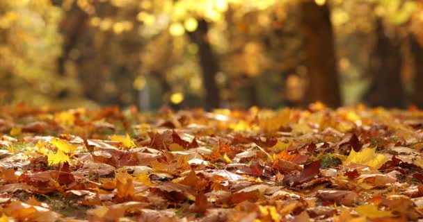 Krajina velmi krásného podzimního parku, žluté listí padá ze starých stromů - Záběry, video