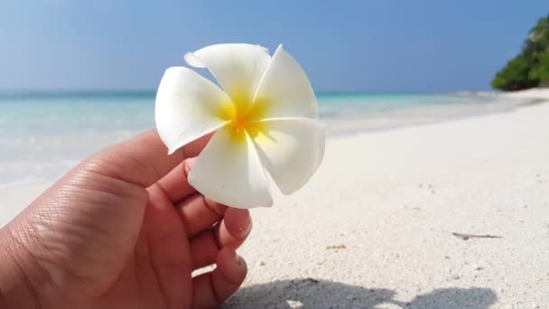 Person holding frangipani flower on beach. Summer scenery at Bali, Indonesia. - Footage, Video