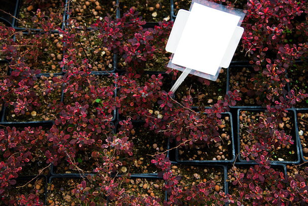 barberry pensaat maiseman puutarhanhoito ja istutetaan kylpyammeet ulkona puutarhassa keskustassa - Valokuva, kuva
