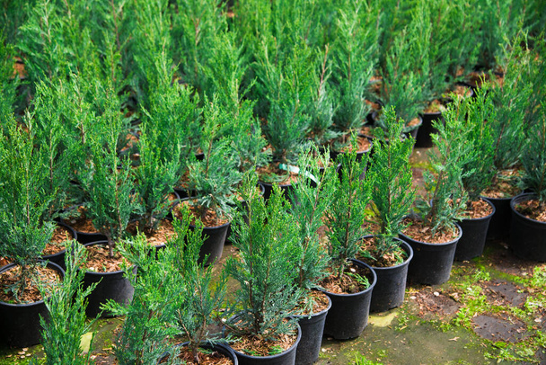 Saplings of pine, spruce, fir and other coniferous trees in pots in plant nursery. - Foto, imagen