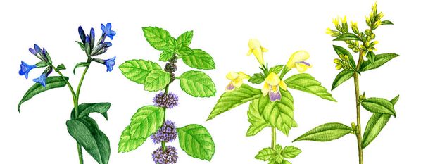 wild plants and flowers, drawing by color pencils - Фото, изображение