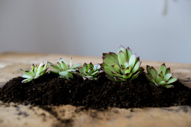 succulents planted in the ground on a wooden background, earth day, gardener - Photo, Image