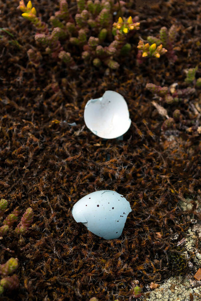 huevo de gorrión roto en el suelo de cerca
 - Foto, Imagen