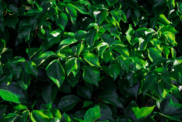 Green leaf with water drop on black background - Fotó, kép
