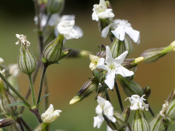 Белый кемпион, Silene latifolia, диоцезное цветущее растение в семье Caryophyllaceae, родом из большинства стран Европы, Западной Азии и Северной Африки
 - Фото, изображение