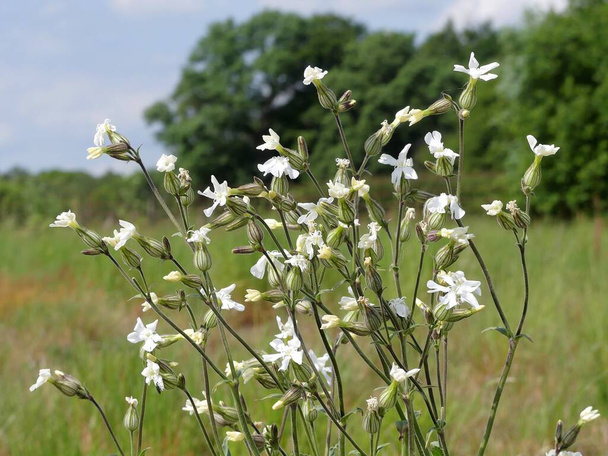 The white campion, Silene latifolia, a dioecious flowering plant in the family Caryophyllaceae, native to most of Europe, Western Asia and Northern Africa - Photo, Image
