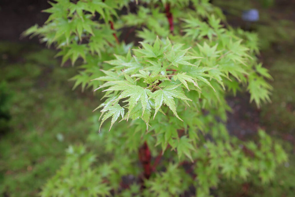 Acer palmatum (Corallinum), plantas al aire libre 2020
 - Foto, Imagen