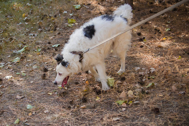 черно-белая собака в воротнике на поводке, гуляющая по газону в осеннем парке. Он оглядывается.
. - Фото, изображение