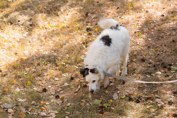 black and white dog in a collar on a leash, walking on a lawn in an autumn park. He looks around. - Foto, imagen