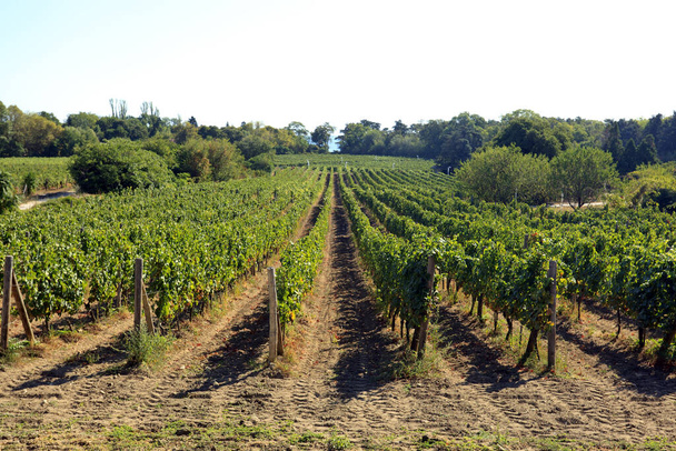 Rijen witte druiven vóór de oogst. - Foto, afbeelding