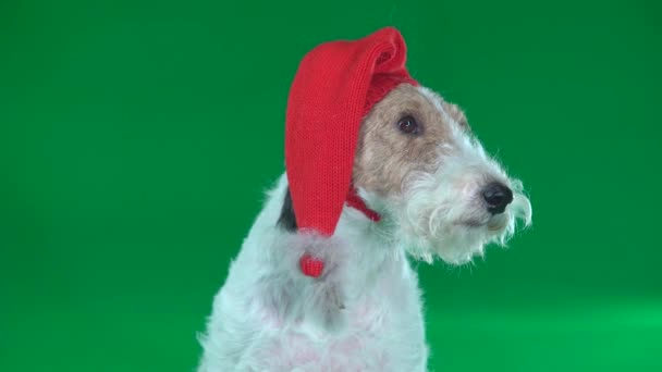 Fox Terrier w Boże Narodzenie kapelusz zbliżenie zielony ekran - Materiał filmowy, wideo