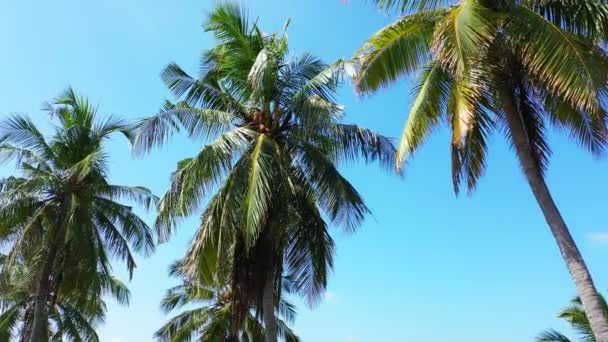 Mavi gökyüzü olan yeşil palmiyelerin alt görüntüsü. Dominik Cumhuriyeti, Karayipler 'e yaz gezisi. - Video, Çekim