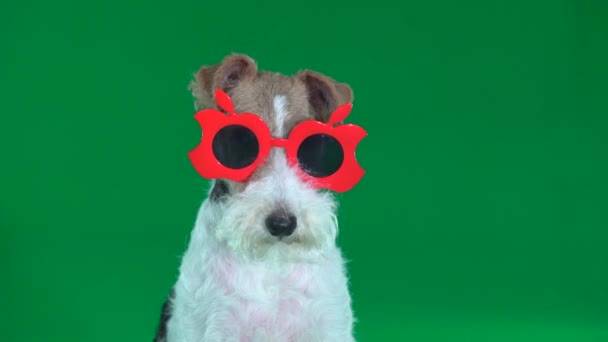 Fox Terrier sitzt in roten Brillen in Großaufnahme auf grünem Bildschirm - Filmmaterial, Video