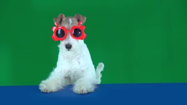  Fox Terrier istuu punaisissa laseissa, pitäen tyhjää kylttiä valmiina tekstiin tai tuotteeseen
 - Materiaali, video