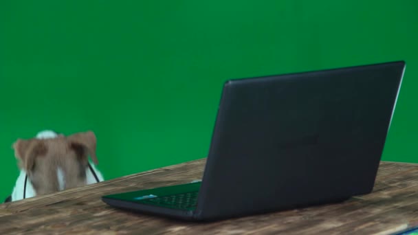Fox Terrier w okularach z laptopem - Materiał filmowy, wideo