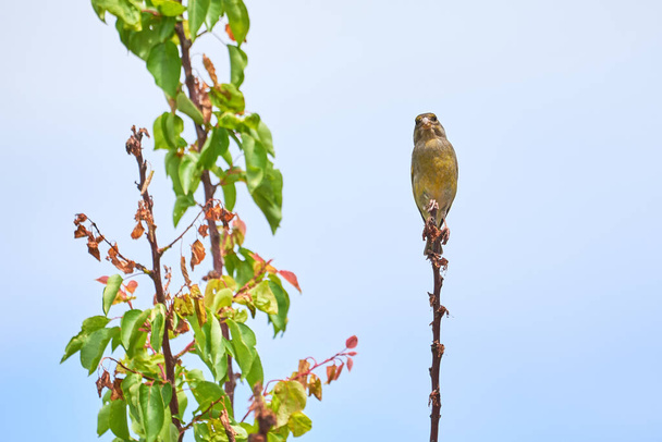 European greenfinch sitting on a branch (Chloris chloris), Songbird - Photo, Image