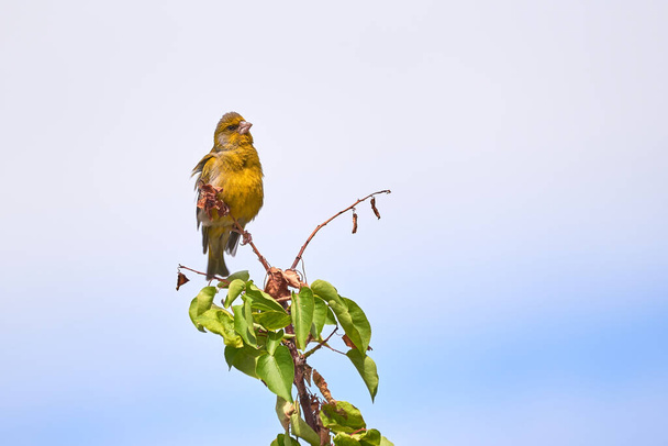 Pinzón verde europeo sentado en una rama (Cloris chloris), pájaro cantor
 - Foto, Imagen