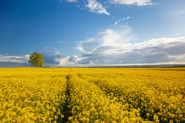 Rzepak - żółte kwiaty rzepaku - krajobraz rolniczy, Polska, Warmia i Mazury - Zdjęcie, obraz