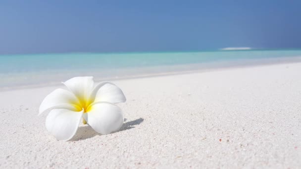 Sekély víz a tengerparton. Egzotikus utazás Barbadosra, Karib-szigetekre.  - Felvétel, videó