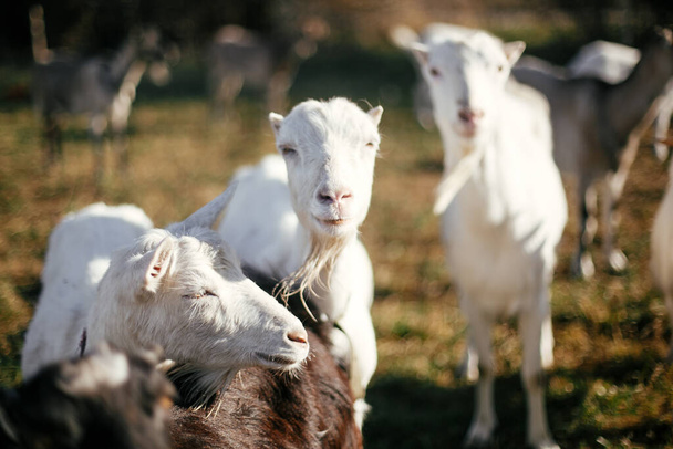 Sweet goats with funny beards on background of other goats grazing in countryside. Cute white goats standing in green meadow in calm sunny day on farm. - Foto, Imagen